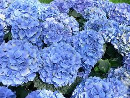 Hortensia - Svedberga Plantskola AB