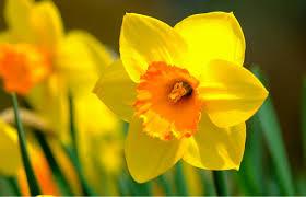 Narsissi