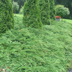 Marktäckare - Svedberga Plantskola AB