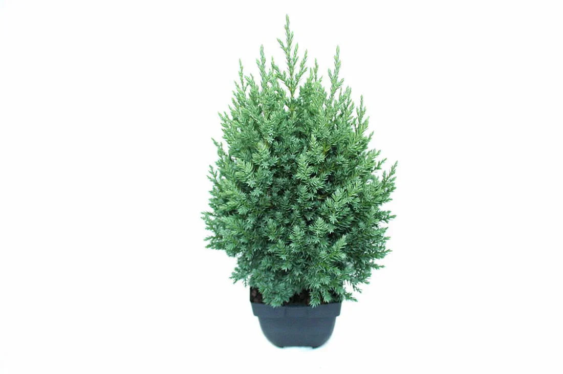 En (Juniperus)