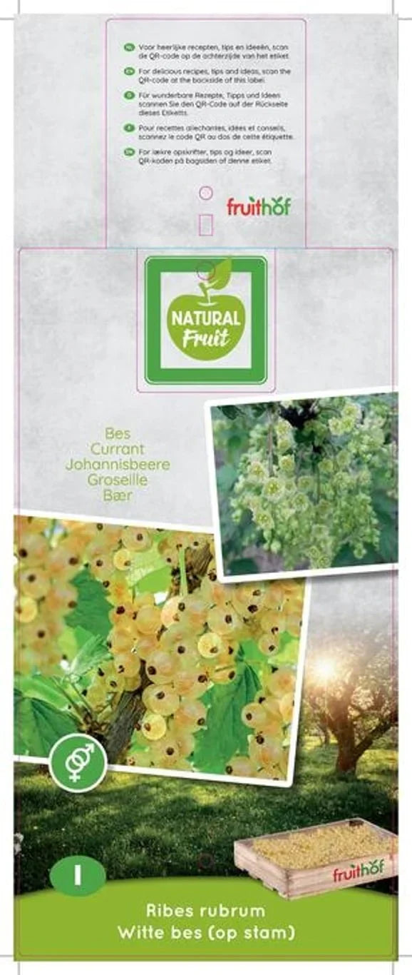 Viinimarja (Ribes rubrum)