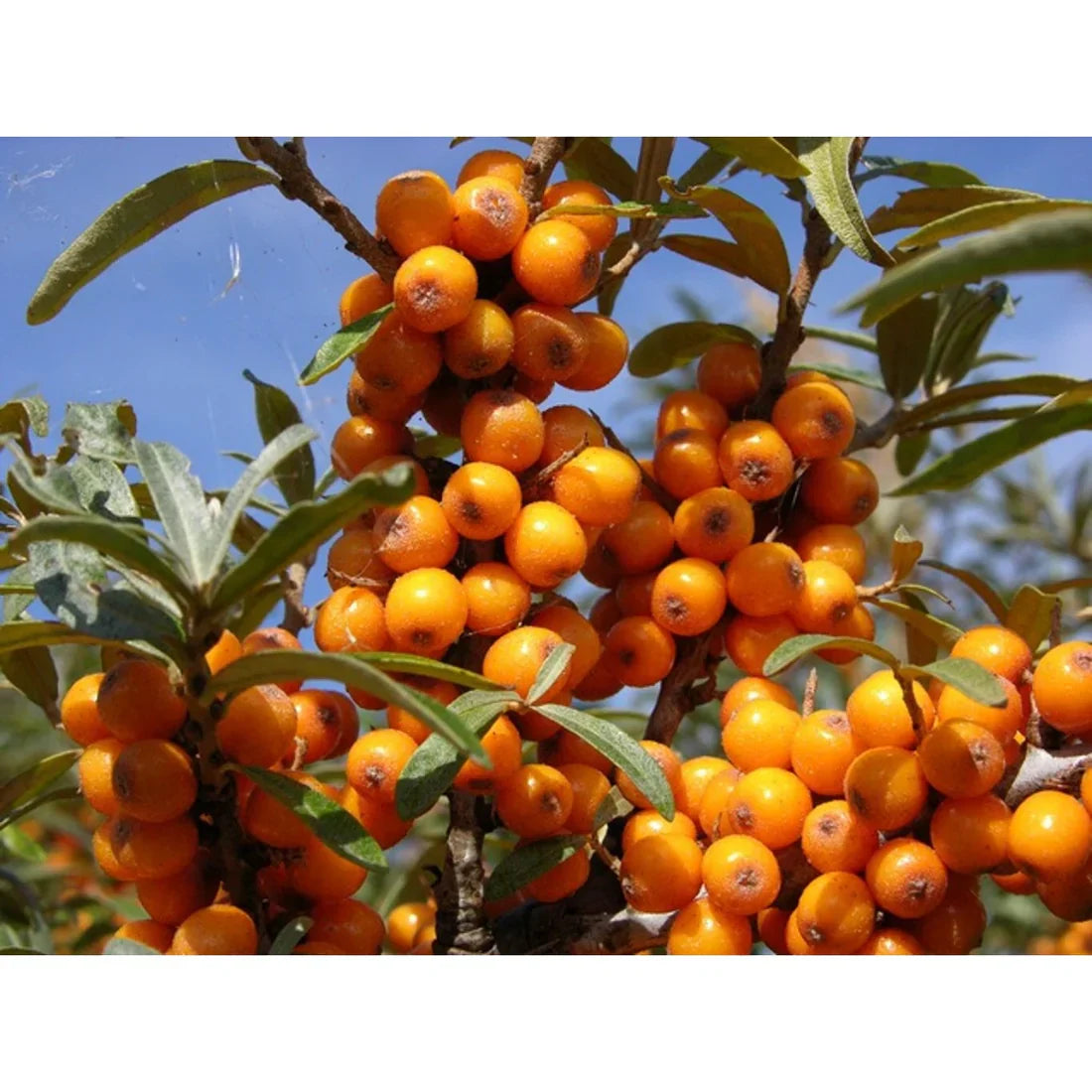 Ruusukki (Hippophae rhamnoides)