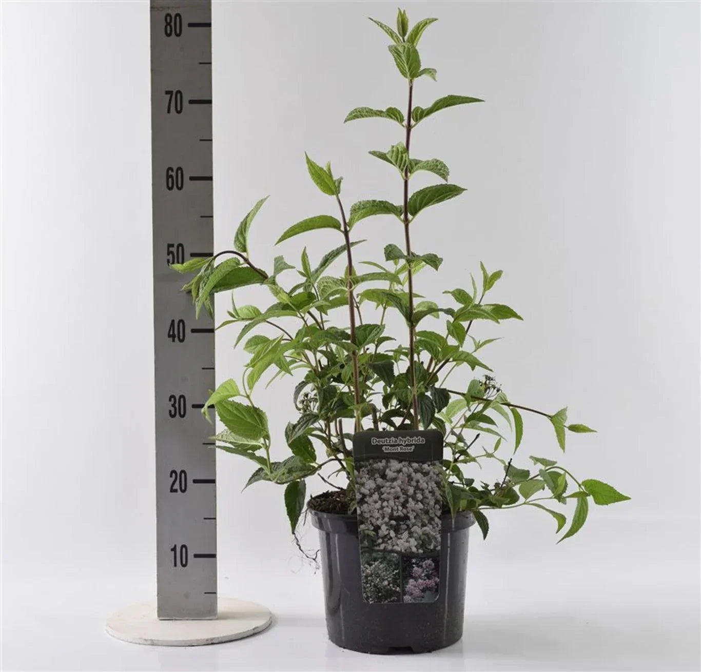 Slånspirea (Deutzia)