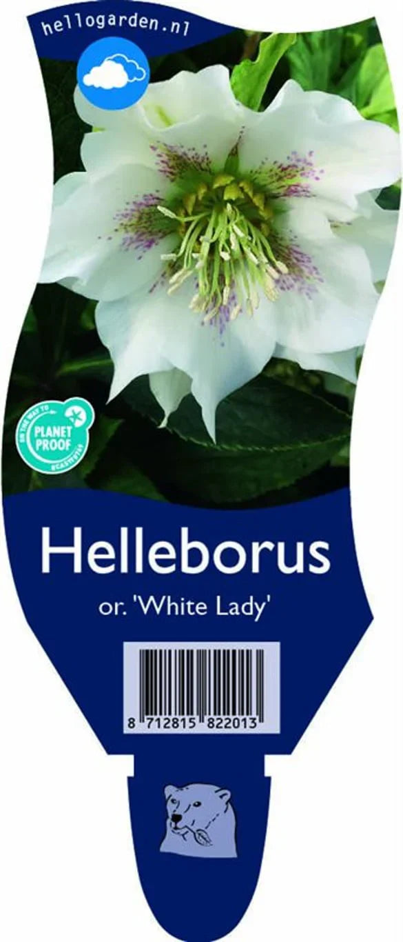 Jouluruusu (Helleborus)