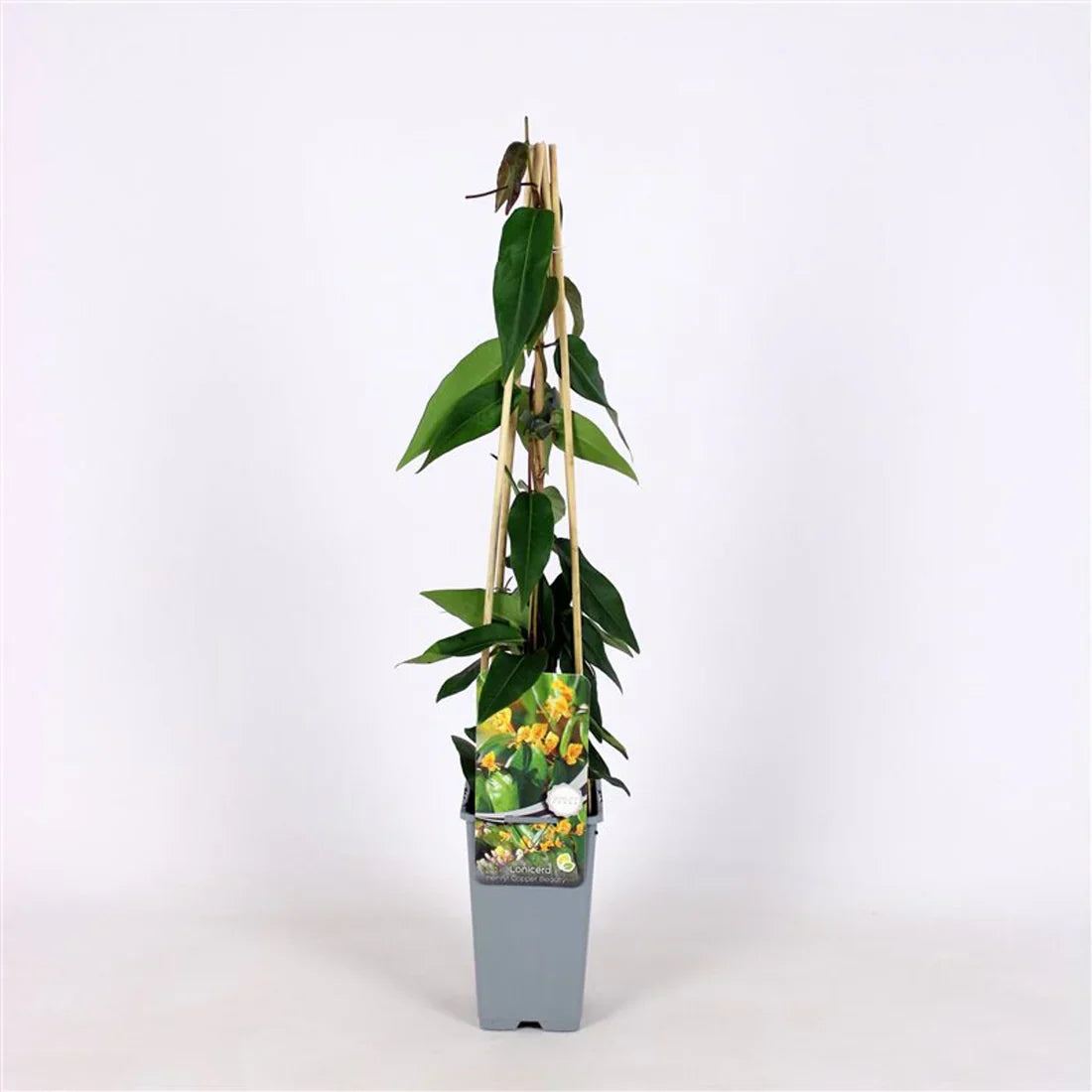 Kaprifoli (Lonicera)