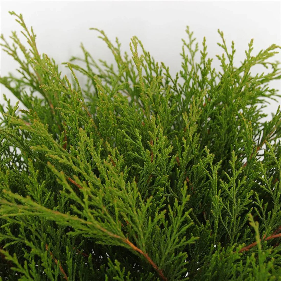 Mikrobiota (Microbiota decussata)