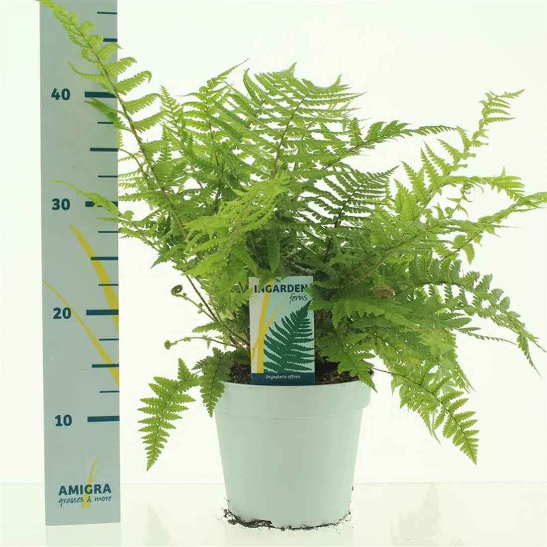 Saniainen (Dryopteris)