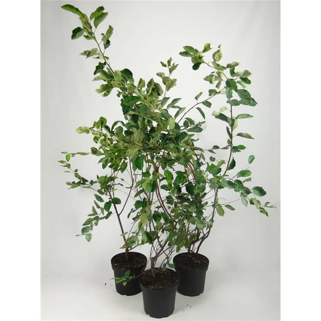 Prakthäggmispel (Amelanchier lamarckii)