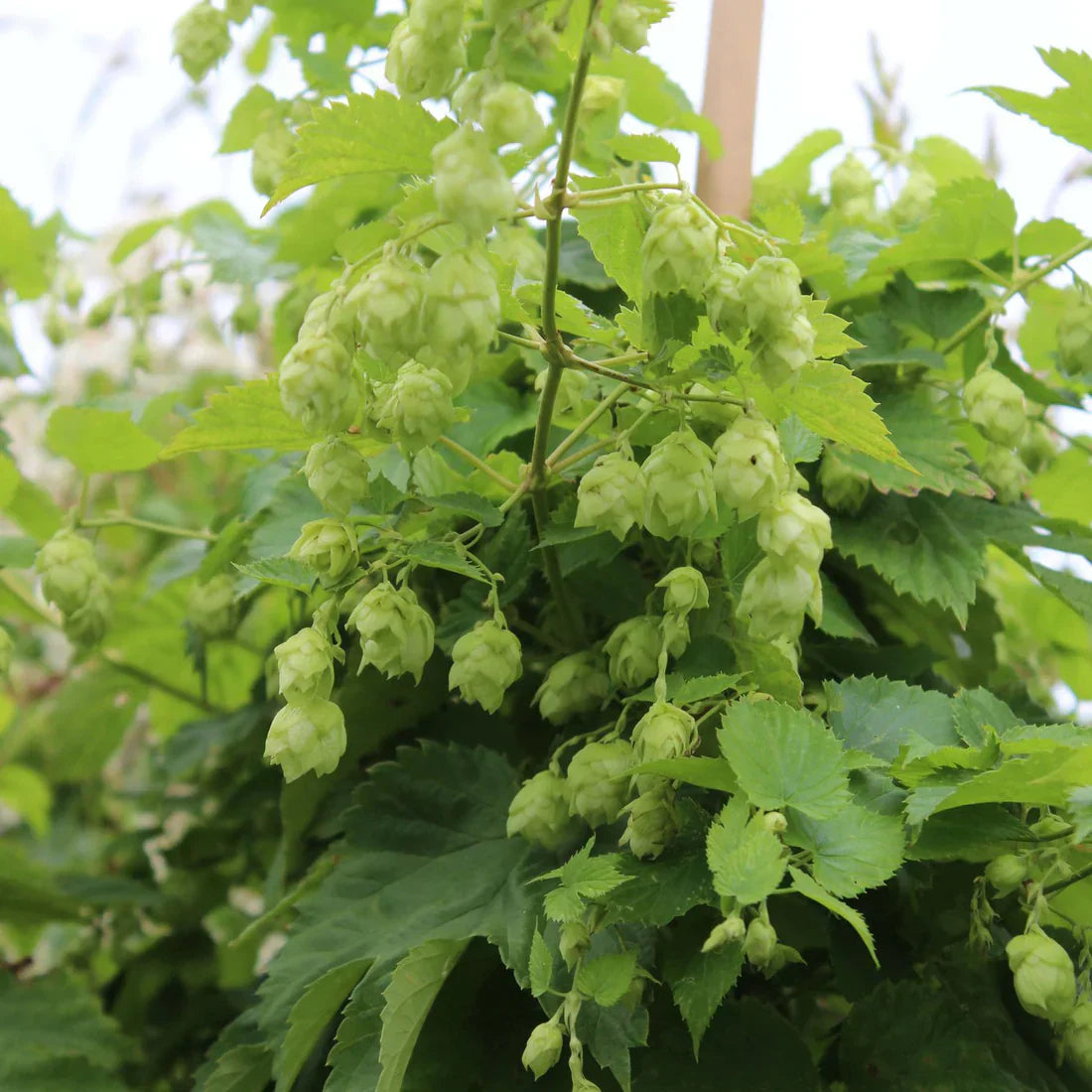 Humala (Humulus)