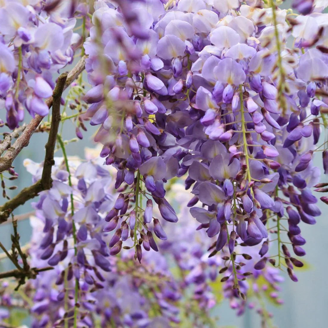 Siniviootti (Wisteria)