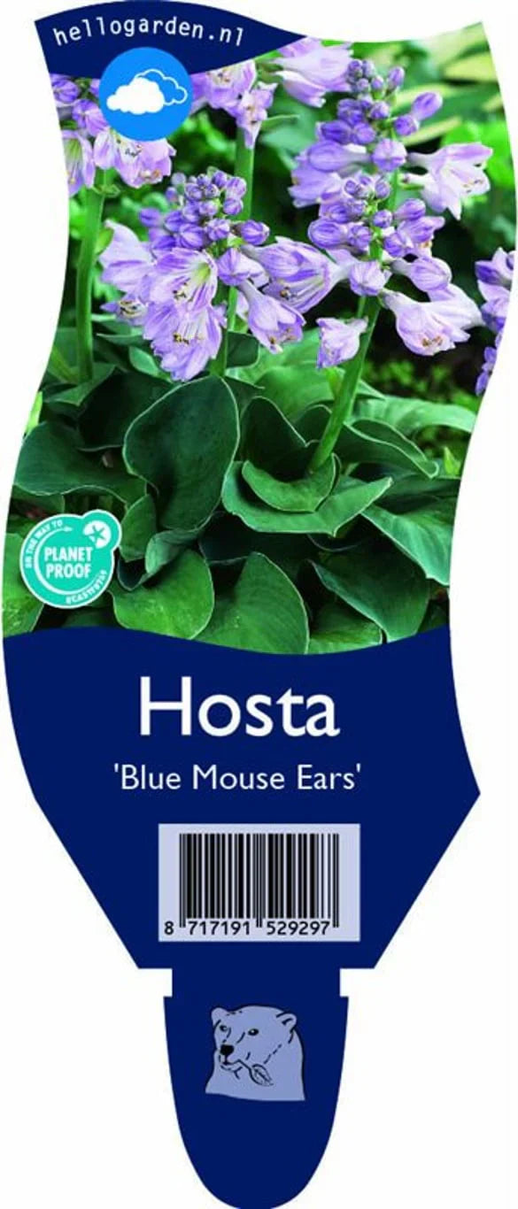 Funkia (Hosta)