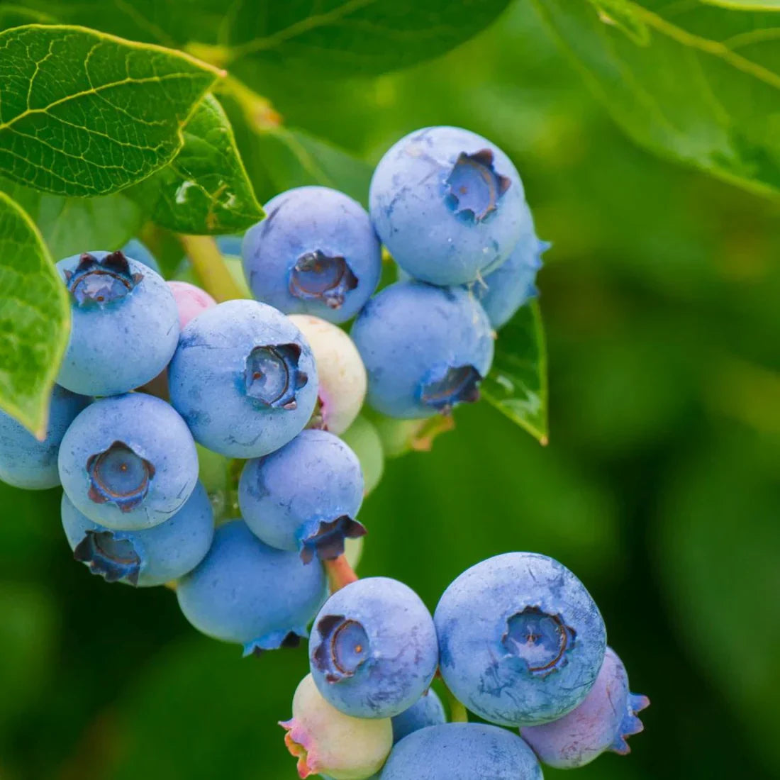 Puutarhamustikka (Vaccinium corymbosum)