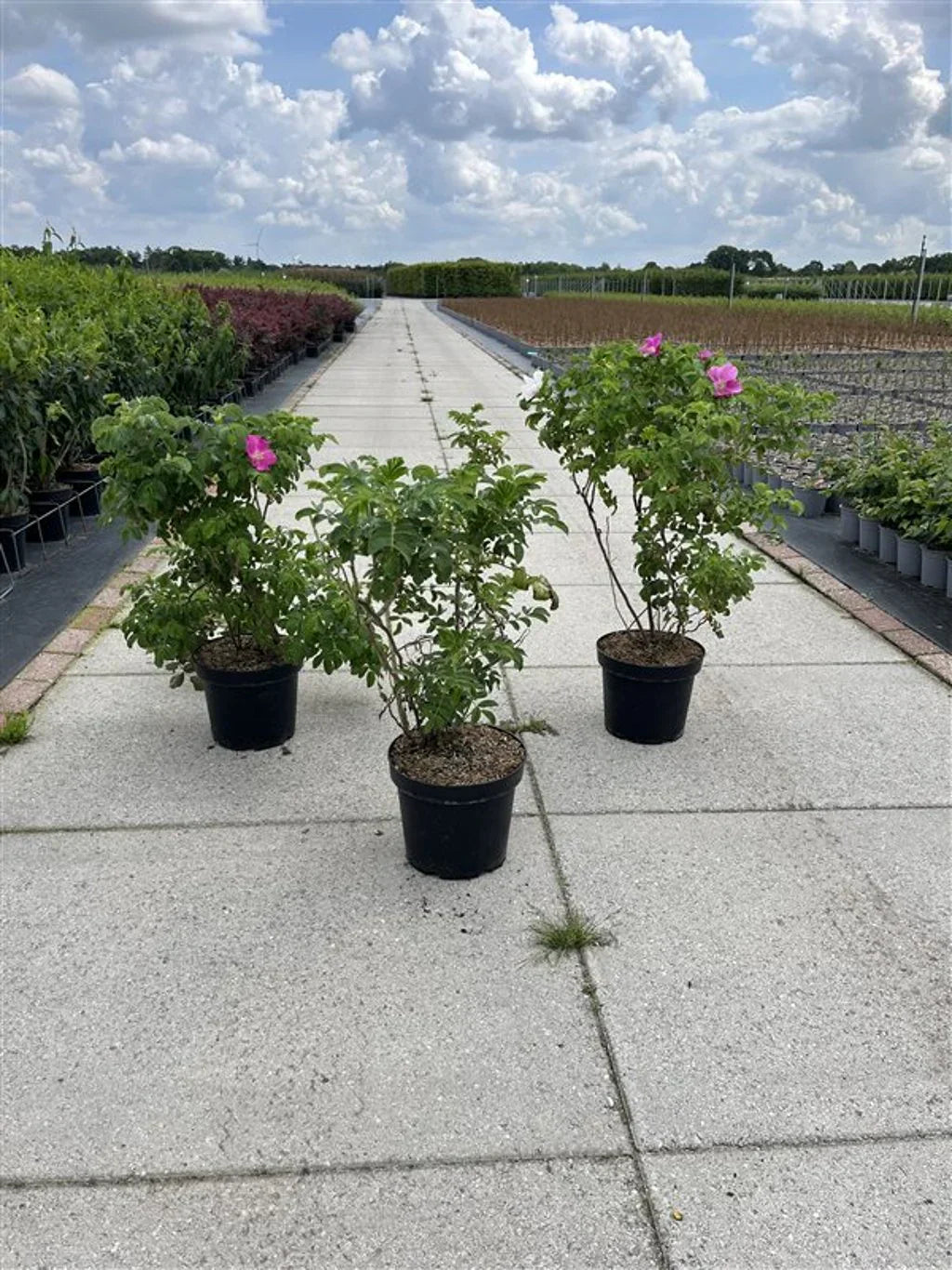 Pensaskuusama (Rosa)