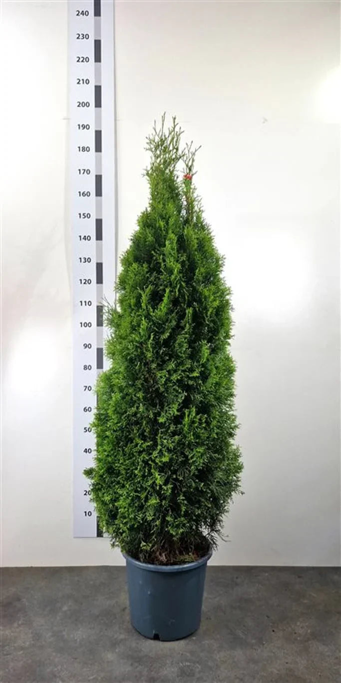 Thuja Smaragd (Thuja occidentalis 'Smaragd')