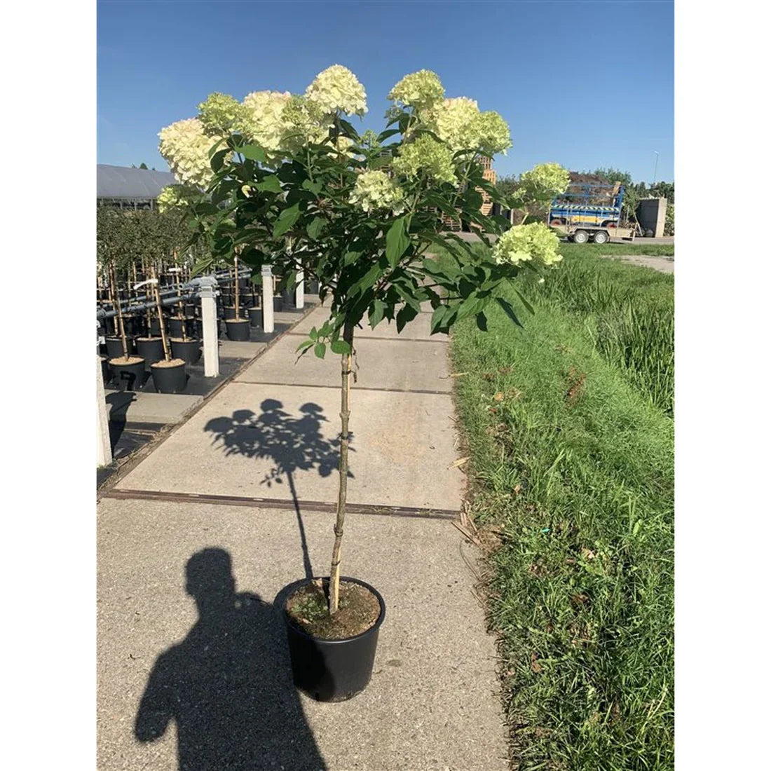Pensas hortensia (Hydrangea)