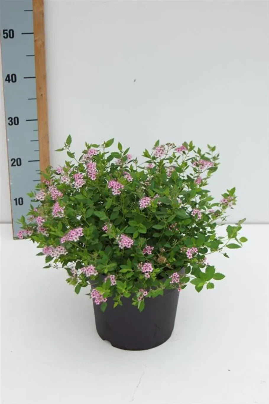 Spiraea (Spiraea)