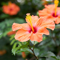 Hibiskus