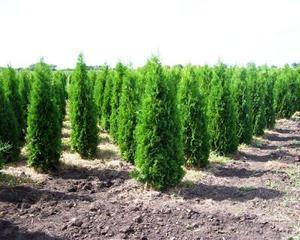 Thuja aidanistutukseen