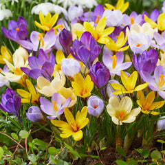 Collection image for: Krokus-crocus