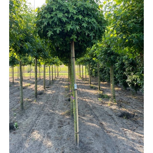 Ambrapuu - Liquidambar styraciflua &