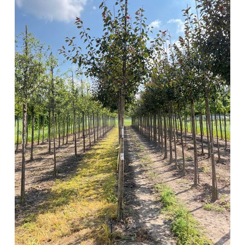 Koristeomenapuu - Malus &