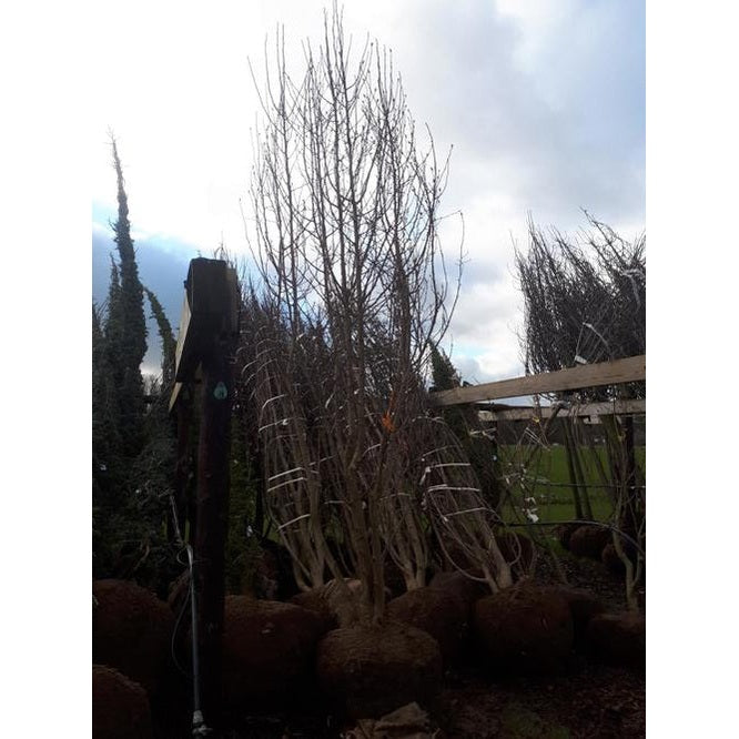 Hybridmagnolia - Magnolia loebneri &