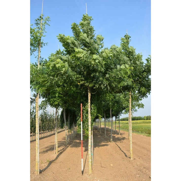 Pagodipuu - Sophora japonica &