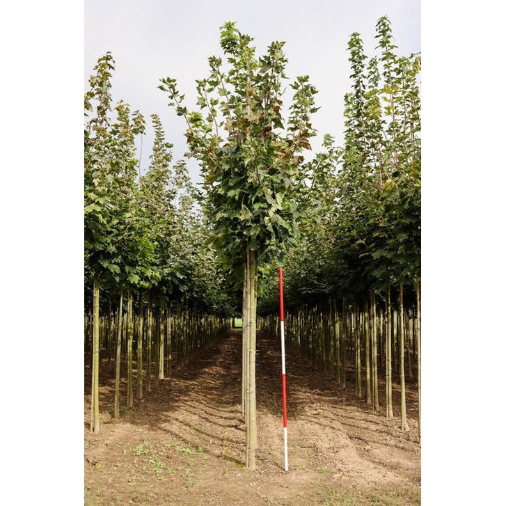 Vaahtera - Acer platanoides - Rungon ympärysmitta 14-16 cm, korkeus 3,5-4 metriä, HS,