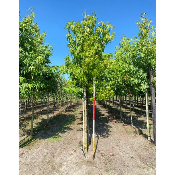 Ambrapuu - Liquidambar styraciflua - Rungon ympärys 14-16 cm, korkeus 3,5-4 metriä, HS,