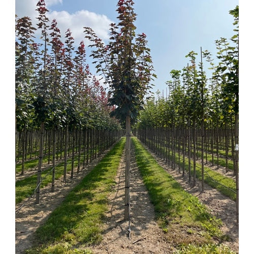 Vaahtera - Acer platanoides &