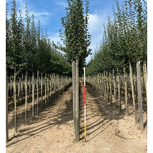 Trubbhagtorn - Crataegus monogyna &