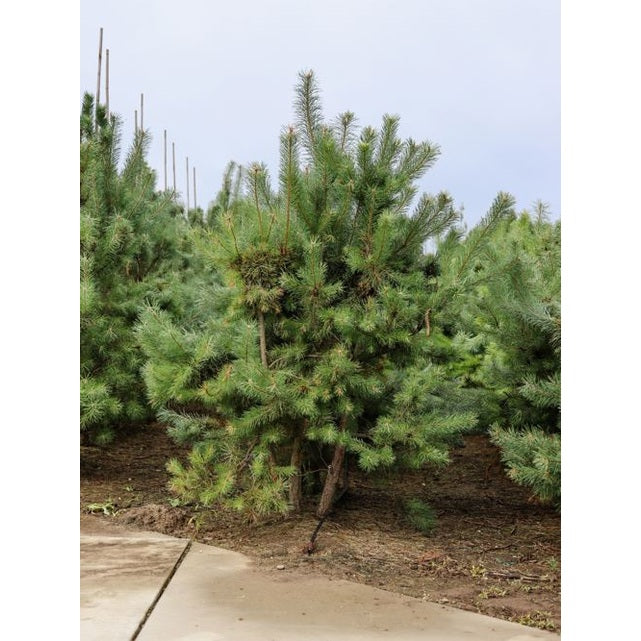 Puu - Pinus sylvestris 200-250 MS