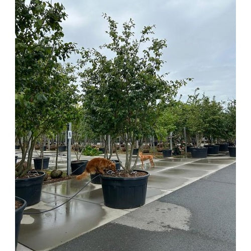 Papukaijapensas - Parrotia persica 350-400 MS CONT