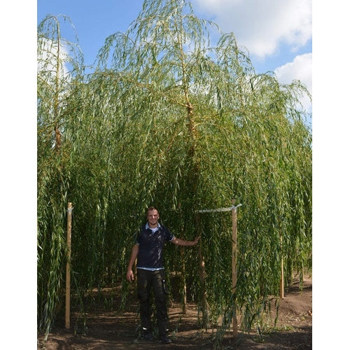 Kaskadpil - Salix sepulcralis &