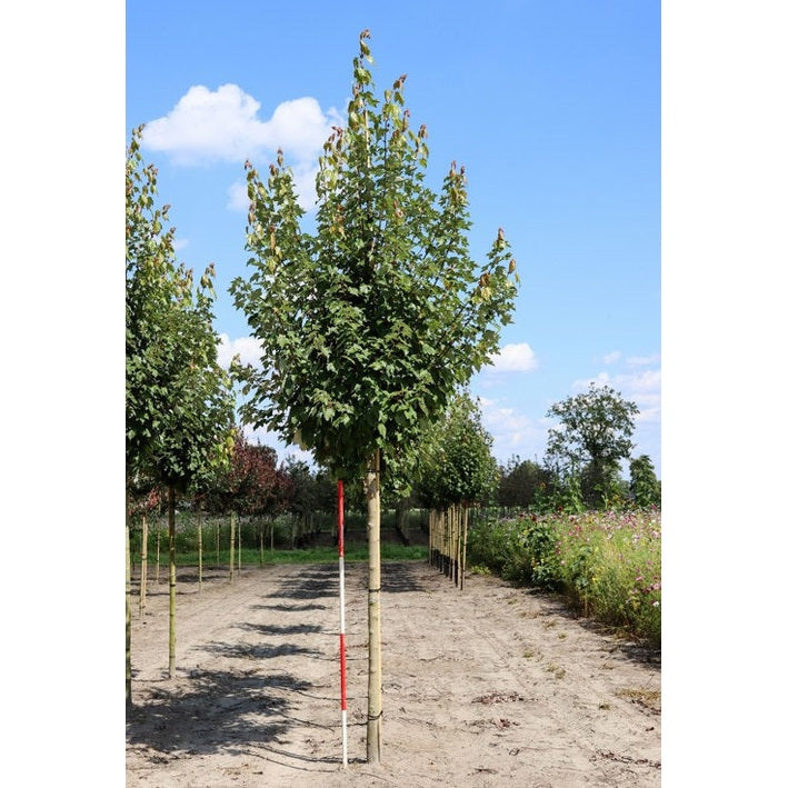 Punavuori - Acer rubrum RED SUNSET - Rungon ympärysmitta 16-18 cm, korkeus 3,5-4 metriä, HS, COCO