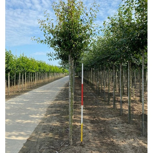 Päärynä - Pyrus communis &