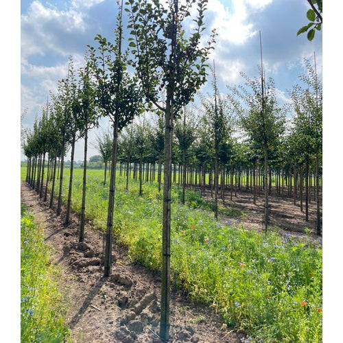 Luumu - Prunus domestica &