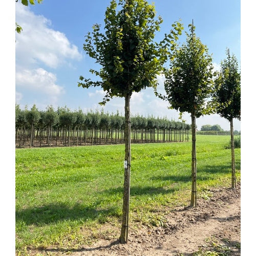 Pyramidahäkkipuu - Carpinus betulus &