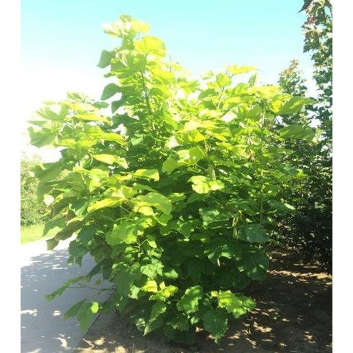 Katalpa - Catalpa bignonioides 300-350 MS DRKL