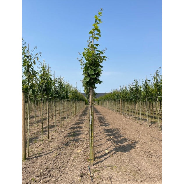 Rödek - Quercus rubra - Rungon ympärysmitta 14-16 cm, korkeus 3,5-4 metriä, HS, COCO