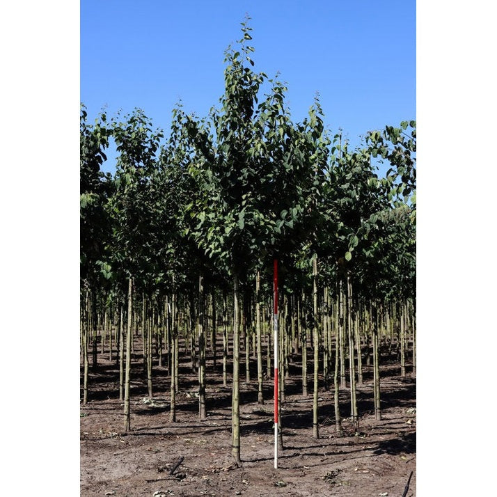 Katsura - Cercidiphyllum japonicum 12-14 HS, COCO