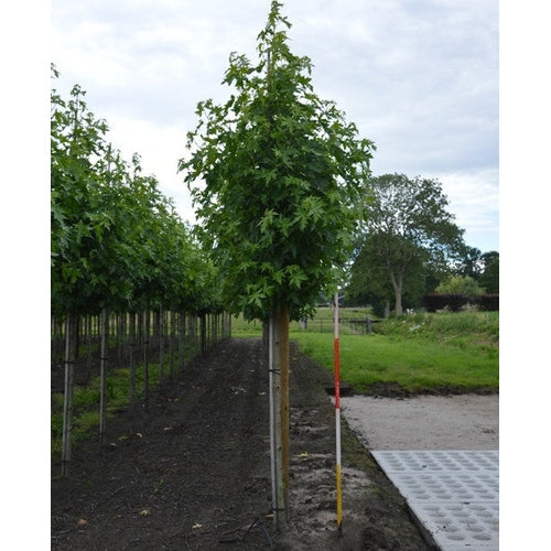 Ambrapuu - Liquidambar styraciflua &