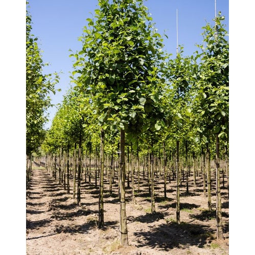 Klibbal - Alnus glutinosa - Rungon ympärys 20-25 cm, korkeus 4-4,5 metriä, HS, COCO