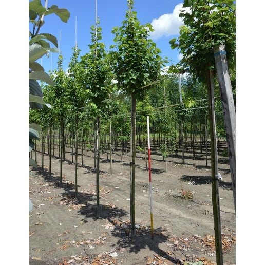 Punapuu - Acer rubrum RED SUNSET - Rungon ympärysmitta 14-16 cm, korkeus 3,5-4 metriä, HS,