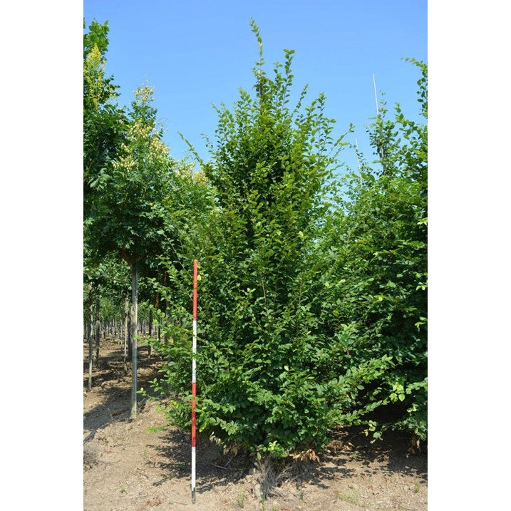 Avenbok - Carpinus betulus - Rungon ympärysmitta 18-20 cm, korkeus 4 +/- metriä, GEV