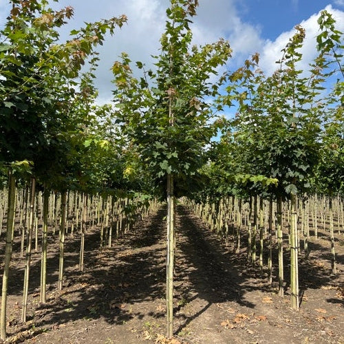 Vaahtera - Acer platanoides 12-14 HS,