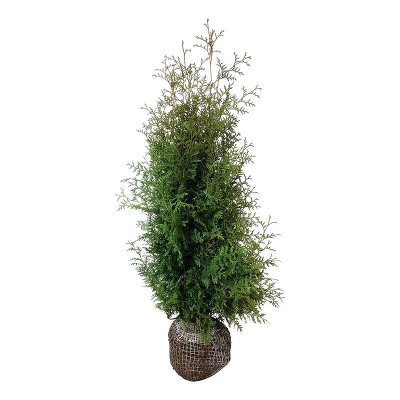 Thuja occ. &