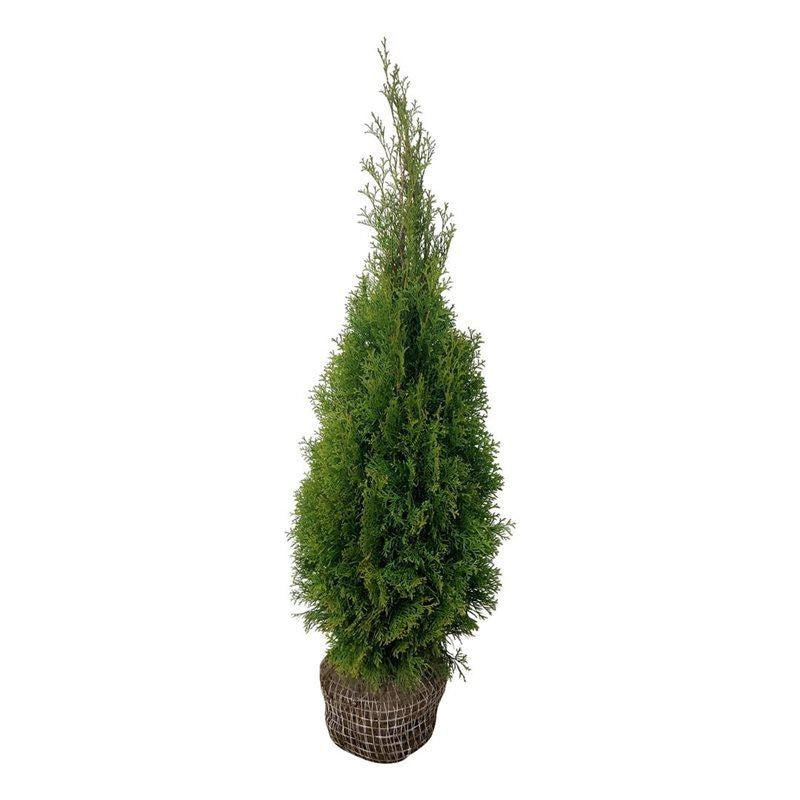 Thuja occ. &