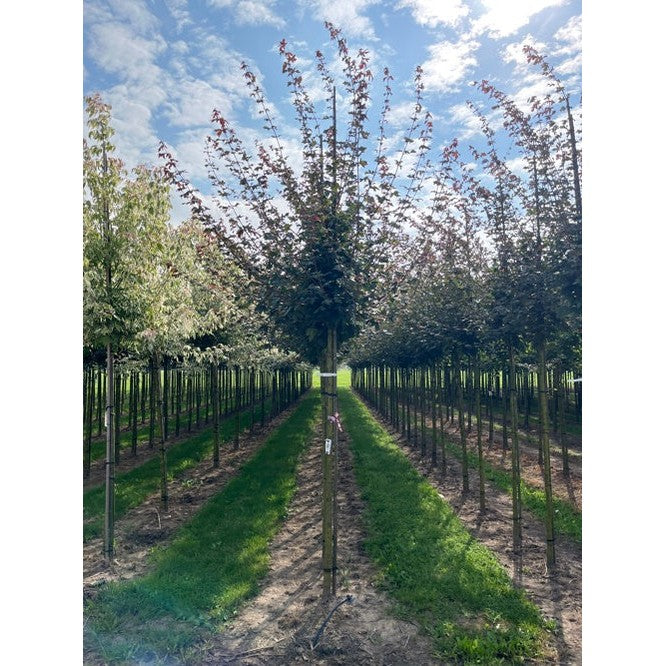 Naverlönn - Acer campestre &