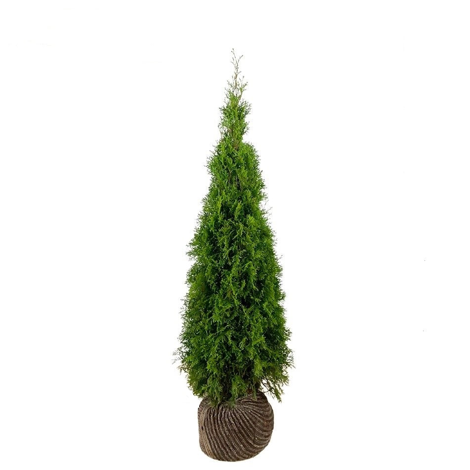 Thuja occ. &